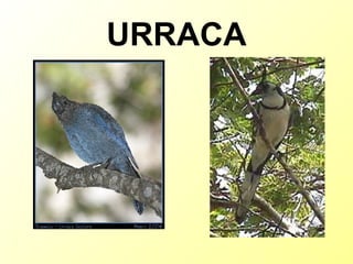 URRACA 