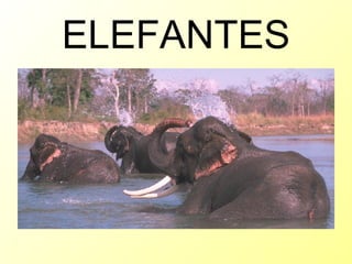 ELEFANTES 