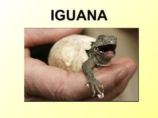 IGUANA 