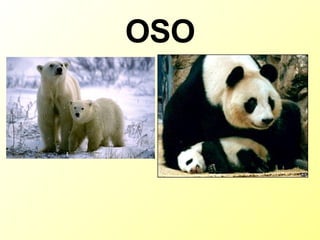 OSO 