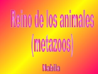 Reino de los animales (metazoos) Nabila 