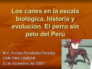 Los canes en la escala biológica, historia y evolución. El perro sin pelo del Perú M.V. Viviana Fernández Paredes CAM-FMV-UNMSM 11 de diciembre del 2007 