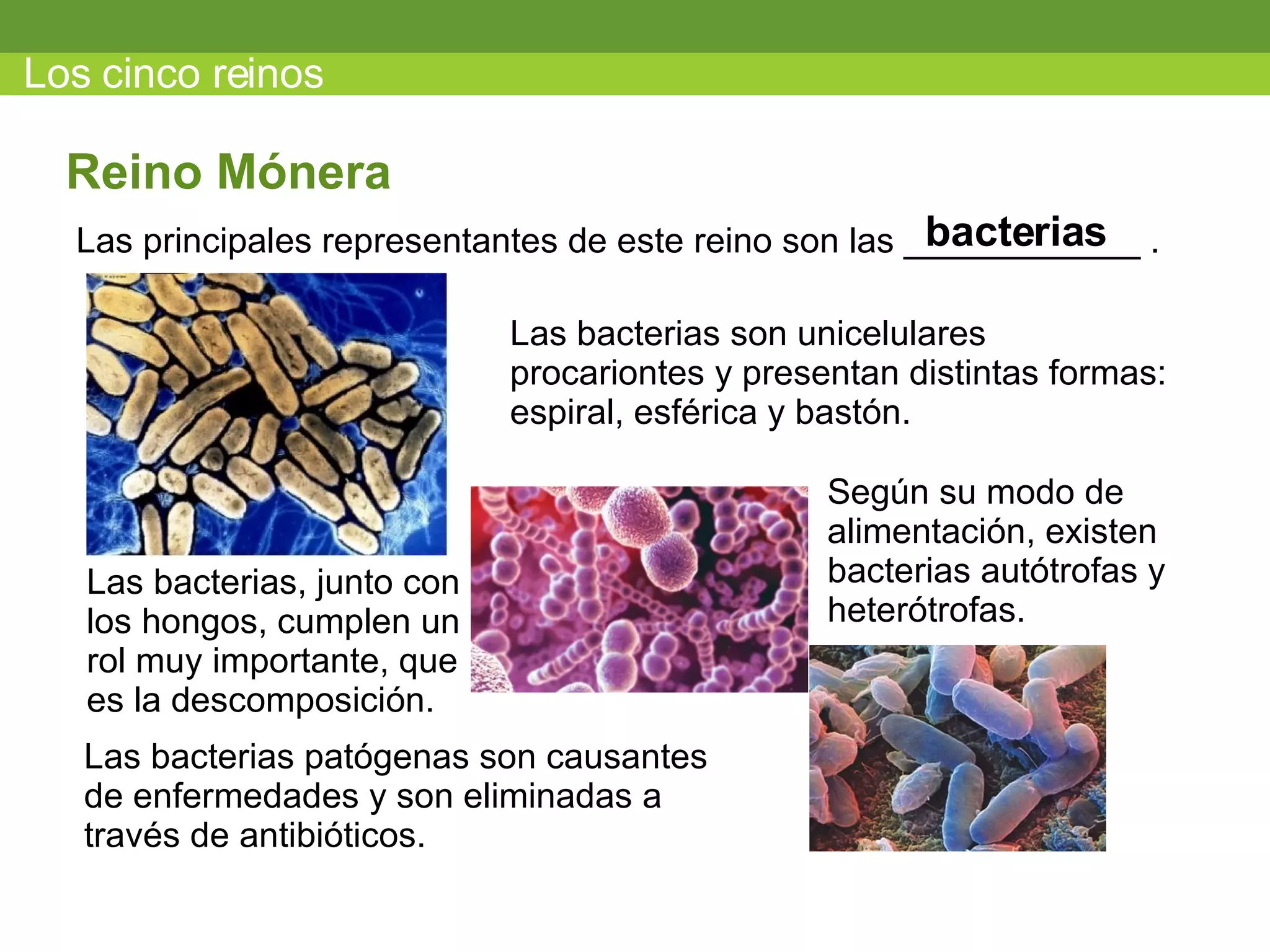Los cinco reinos Las principales representantes de este reino son las ____________ .  Reino M ónera bacterias Las bacterias son unicelulares procariontes y presentan distintas formas: espiral, esférica y bastón. Según su modo de alimentación, existen bacterias autótrofas y heterótrofas. Las bacterias, junto con los hongos, cumplen un rol muy importante, que es la descomposición. Las bacterias patógenas son causantes de enfermedades y son eliminadas a través de antibióticos. 