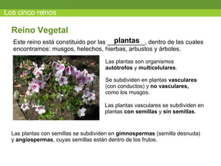Los cinco reinos Este reino está constituido por las ___________, dentro de las cuales encontramos: musgos, helechos, hierbas, arbustos y árboles. Reino Vegetal plantas Las plantas son organismos  autótrofos  y  multicelulares . Se subdividen en plantas  vasculares  (con conductos) y  no vasculares,  como los musgos. Las plantas vasculares se subdividen en plantas  con semillas  y  sin semillas . Las plantas con semillas se subdividen en  gimnospermas  (semilla desnuda) y  angiospermas , cuyas semillas están dentro de los frutos. 