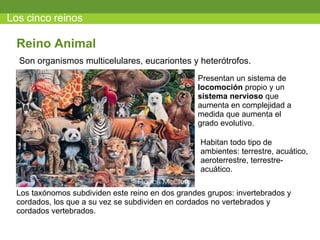 Los cinco reinos Son organismos multicelulares, eucariontes y heter ótrofos. Reino Animal Presentan un sistema de  locomoción  propio y un  sistema nervioso  que aumenta en complejidad a medida que aumenta el grado evolutivo. Habitan todo tipo de ambientes: terrestre, acuático, aeroterrestre, terrestre- acuático. Los taxónomos subdividen este reino en dos grandes grupos: invertebrados y cordados, los que a su vez se subdividen en cordados no vertebrados y cordados vertebrados. 