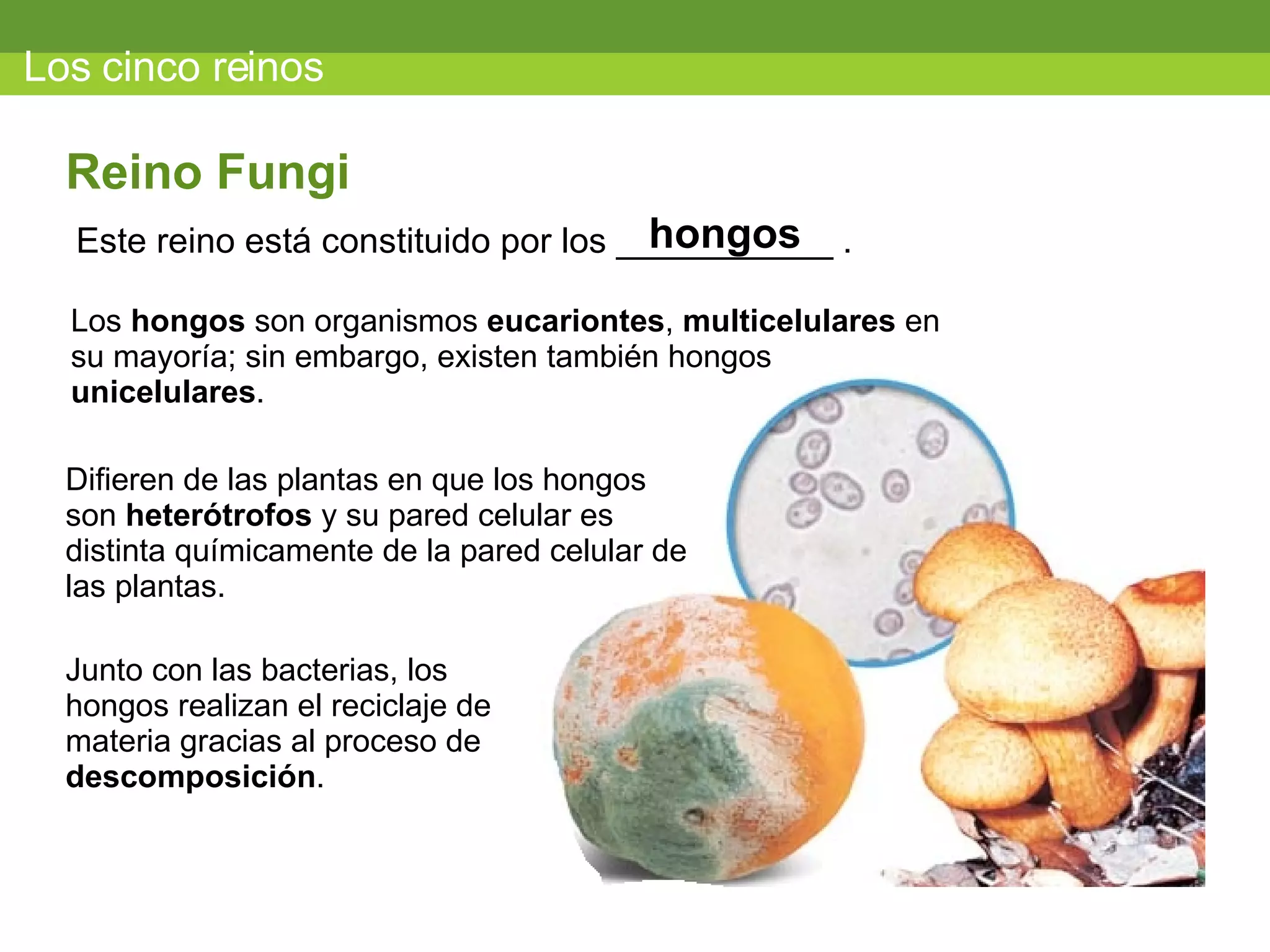 Los cinco reinos Este reino está constituido por los ___________ . Reino Fungi hongos Los  hongos  son organismos  eucariontes ,  multicelulares  en su mayoría; sin embargo, existen también hongos  unicelulares . Difieren de las plantas en que los hongos son  heterótrofos  y su pared celular es distinta químicamente de la pared celular de las plantas. Junto con las bacterias, los hongos realizan el reciclaje de materia gracias al proceso de  descomposición . 