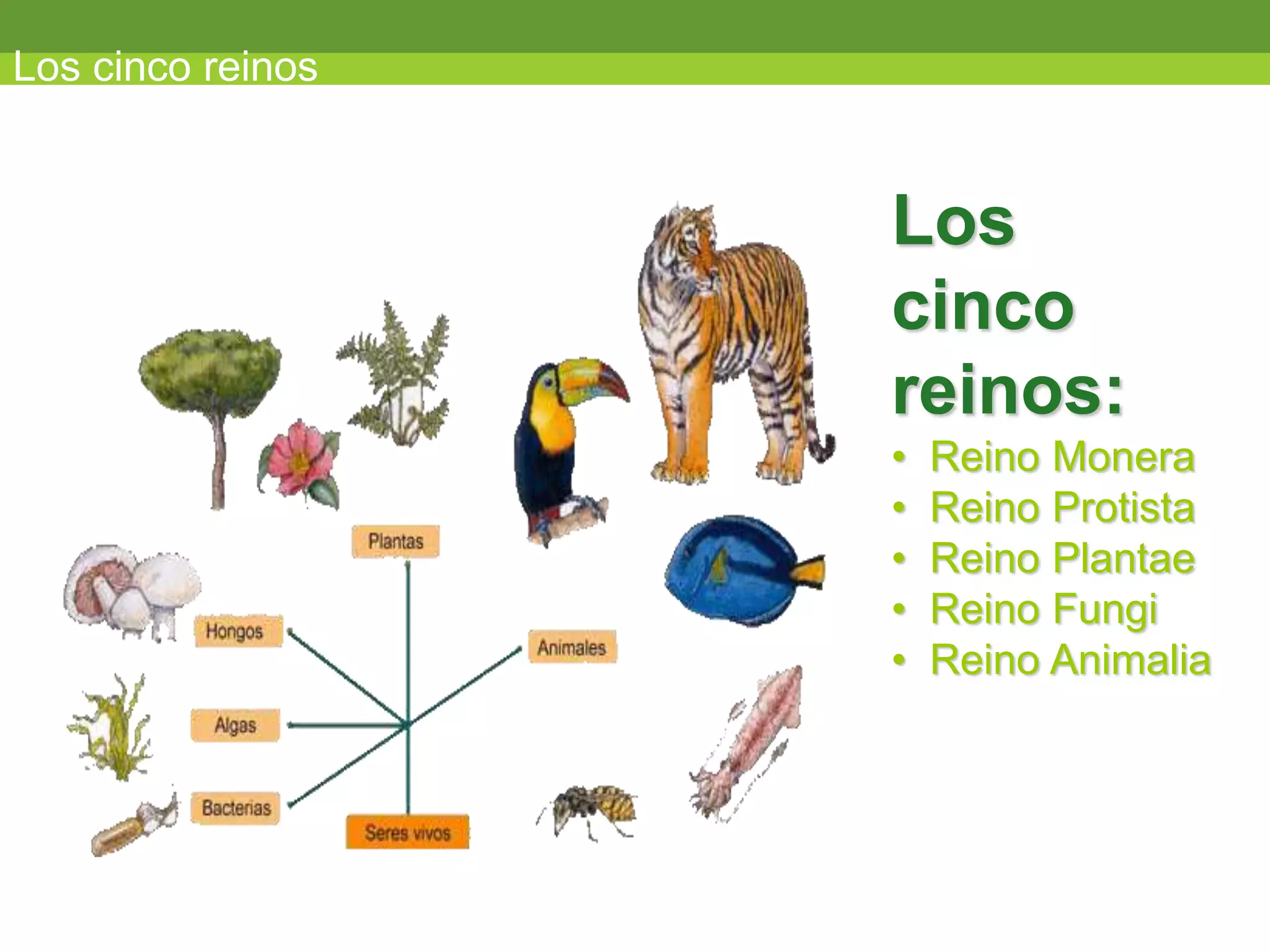 los-cinco-reinos.ppt