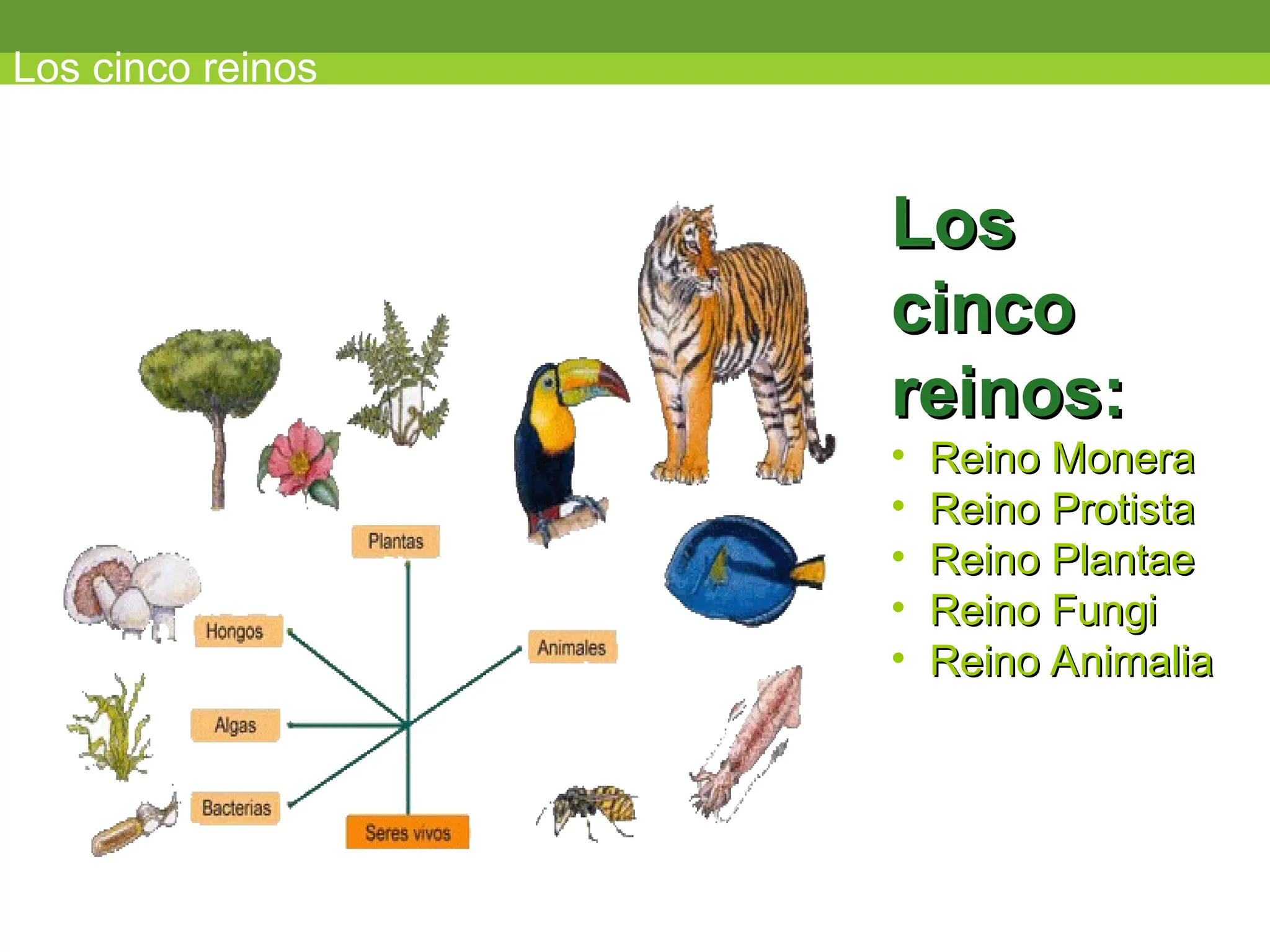 los cinco reinos de la naturaleza , ejemplos | PPT