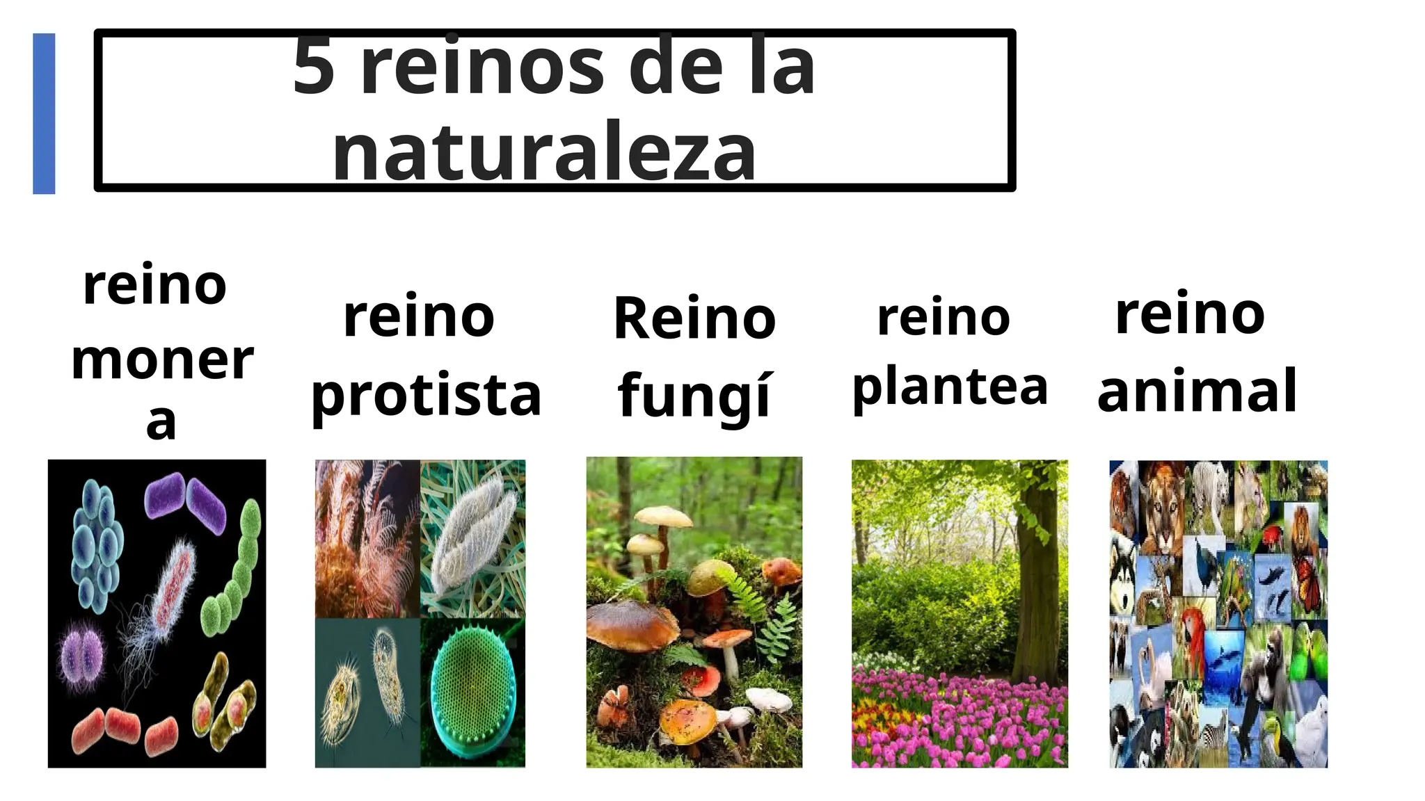 LOS-CINCO-REINOS-DE-LA-NATURALEZA-EXPO-.pptx
