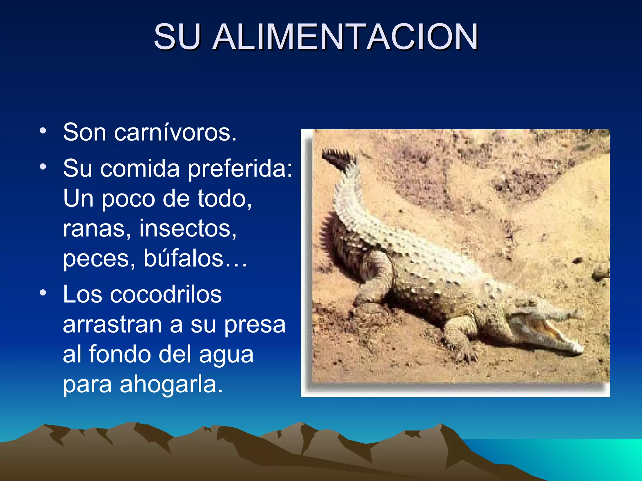 SU ALIMENTACION Son carnívoros. Su comida preferida: Un poco de todo, ranas, insectos, peces, búfalos… Los cocodrilos arrastran a su presa al fondo del agua para ahogarla.