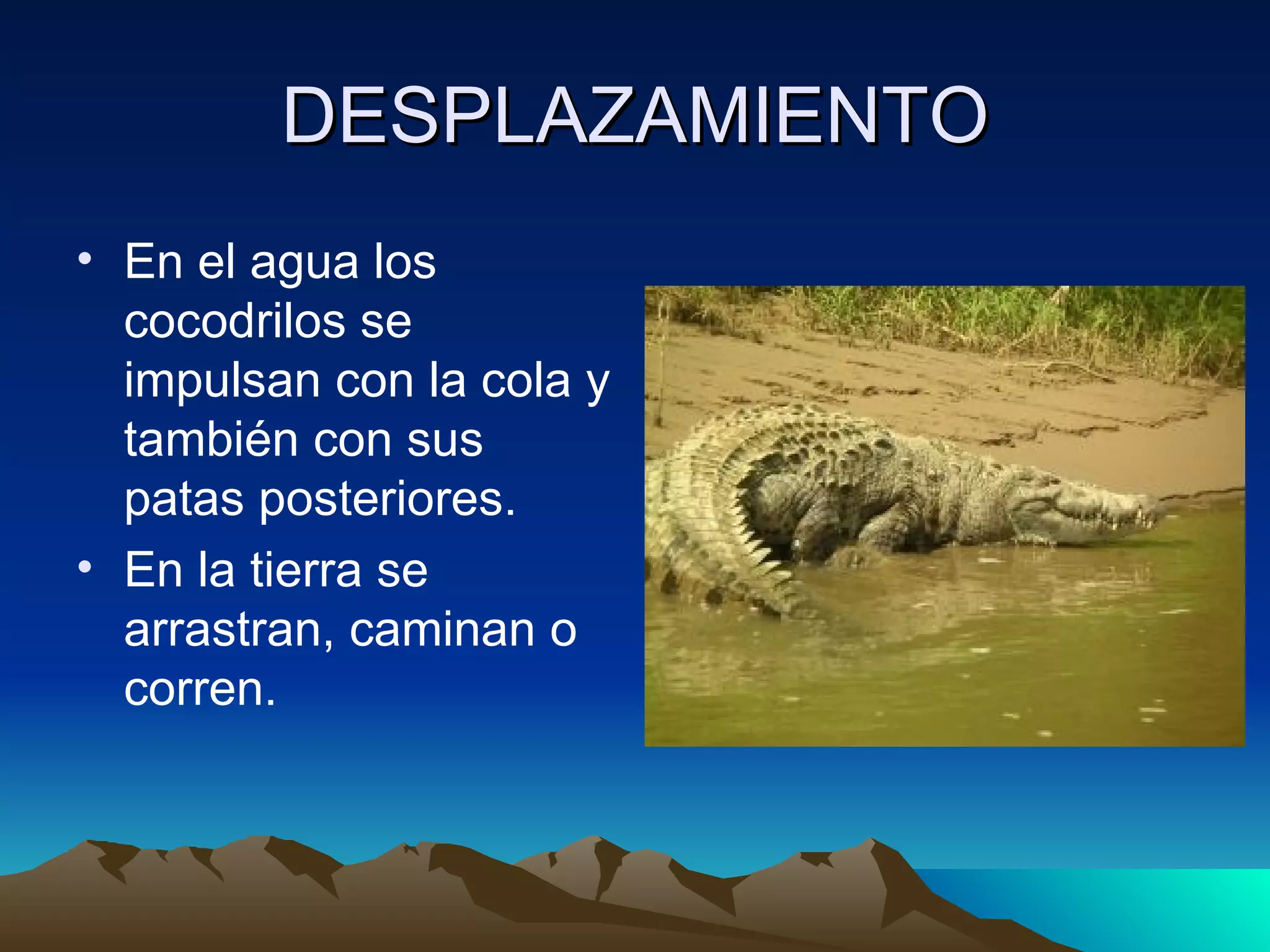 DESPLAZAMIENTO En el agua los cocodrilos se impulsan con la cola y también con sus patas posteriores. En la tierra se arrastran, caminan o corren.