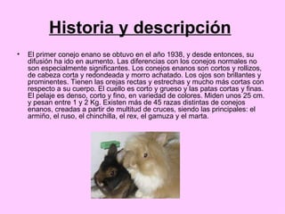 Los Conejos | PPT