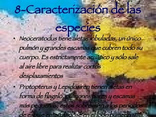 8-Caracterización de las especies Neoceratodus tiene aletas lobuladas, un único pulmón y grandes escamas que cubren todo su cuerpo. Es estrictamente acuático y sólo sale al aire libre para realizar cortos desplazamientos Protopterus y Lepidosiren tienen aletas en forma de flagelo, pulmones pares y escamas más pequeñas; estos sobreviven a los periodos de estiaje enterrándose en el lodo húmedo y dejando un pequeño orificio para respirar. 