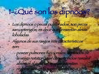 1-¿Qué son los dipnoos? Los dipnoos o peces pulmonados, son peces sarcopterigios; es decir que presentan aletas lobuladas. Algunos de sus rasgos más característicos son: poseer pulmones funcionales, derivados de la vejiga natatoria, así como orificios nasales abiertos al exterior, que les permiten respirar aire en la superficie del agua sin la participación de la boca. Las larvas presentan branquias externas temporales 