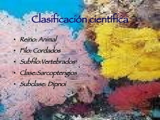 Clasificación científica Reino: Animal Filo: Cordados Subfilo:Vertebrados Clase:Sarcopterigios Subclase: Dipnoi 