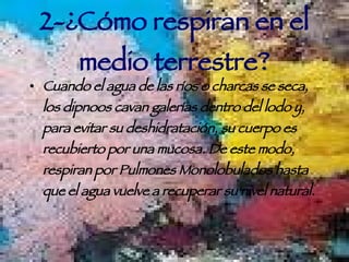 2-¿Cómo respiran en el medio terrestre? Cuando el agua de las ríos o charcas se seca, los dipnoos cavan galerías dentro del lodo y, para evitar su deshidratación, su cuerpo es recubierto por una mucosa. De este modo, respiran por Pulmones Monolobulados hasta que el agua vuelve a recuperar su nivel natural. 