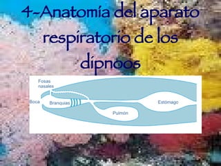4-Anatomía del aparato respiratorio de los dipnoos 