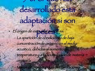 5-¿Por qué han desarrollado esta adaptación si son peces? El origen de esta adaptación es: La aparición de condiciones de baja concentración de oxígeno en el medio acuático, debidas al aumento de temperatura y a la acumulación de materia orgánica. Masas de agua con fuertes oscilaciones estacionales de caudal. Esto obligó a los dipnoos a generar un mecanismo de supervivencia. 