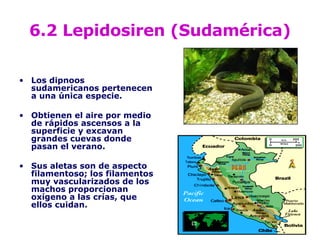 6.2 Lepidosiren (Sudamérica) Los dipnoos sudamericanos pertenecen a una única especie.  Obtienen el aire por medio de rápidos ascensos a la superficie y excavan grandes cuevas donde pasan el verano.  Sus aletas son de aspecto filamentoso; los filamentos muy vascularizados de los machos proporcionan oxígeno a las crías, que ellos cuidan.   