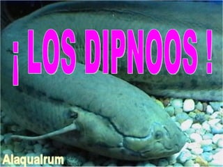 ¡ LOS DIPNOOS ! 