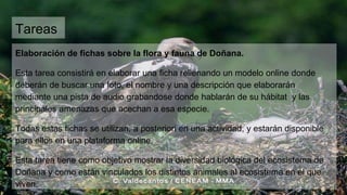 Tareas
Elaboración de fichas sobre la flora y fauna de Doñana.
Esta tarea consistirá en elaborar una ficha rellenando un modelo online donde
deberán de buscar una foto, el nombre y una descripción que elaborarán
mediante una pista de audio grabandose donde hablarán de su hábitat y las
principales amenazas que acechan a esa especie.
Todas estas fichas se utilizan, a posteriori en una actividad, y estarán disponible
para ellos en una plataforma online.
Esta tarea tiene como objetivo mostrar la diversidad biológica del ecosistema de
Doñana y como están vinculados los distintos animales al ecosistema en el que
viven.
 