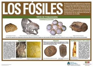 LOSFOSILES
Un fósil es un resto o impresión de un organismo
quevivióenépocasgeológicaspasadas,asícomo
a cualquier otro indicio de su existencia que se
haya conservado en la corteza terrestre hasta
nuestrosdías.Lapaleontologíaeslacienciaque
estudia los fósiles y se ocupa de reconstruir las
características de los organismos del pasado y
sus relaciones con el medio.
Las improntas fósiles se forman
cuando un organismo se des-
compone en el limo o arcilla
dejando tras de sí sólo un sello
dedosdimensiones.Deestafor-
ma es posible encontrar en las
rocaslasimprontasdeinsectos,
hojasdeplantasoflores.Lastra-
zas o icnofósiles son fósiles que
suelen mostrar las huellas que
los animales hicieron mientras
se movían a través de los sedi-
mentosblandos.Estesedimento
seendureceparaconvertirseen
una roca sedimentaria preser-
vando estos rastros.
Las partes del organismo son reemplazadas molécula por molécula por minerales, dejando una copia de piedra del organismo. Los huesos e incluso los troncos de árboles suelen conservarse de esta manera.
Este tipo de conservación
se da cuando la materia or-
gánica de un organismo del
pasado no se descompone
totalmente y logra conservar-
se hasta nuestros días. Esto
puede darse naturalmente en
ambientes pobres en oxíge-
no, con regimenes hídricos
bajos (deshidratación) o en
suelos congelados. También
un organismo puede ser cu-
bierto por alguna sustancia
que lo aísla del medio natural
yevitasudeterioro(porejem-
plo las resinas vegetales).
MOMIFICACIÓN E INCLUSIÓN
MOLDES
IMPRONTAS
Textos y fotografías: Adrián Giacchino y Sergio Bogan.
Diseño: Vázquez Mazzini Editores (2013).
;
Muchas veces los restos orgánicos son cubiertos por el suelo y
con el tiempo naturalmente estos se degradan dejando un molde
perfecto en la roca que los confine.
PERMINERALIZACIÓN
TIPOS DE FOSILIZACIÓN
Fósil de bivalvo del Cretácico. Cráneo y escudo torácico del pez Dunkleosteus del Devónico. Huevos de dinosaurio del Cretácico. Madera petrificada del Cretácico.
Improntas vegetales. Esqueleto Jurásico de Archaeopteryx donde
se aprecia las improntas de sus plumas.
Roca conteniendo el molde de un amonite. Molde llenado secundariamente
de un trilobite.
Resina vegetal del Plio-
ceno preservando en su
interior varios insectos.
 