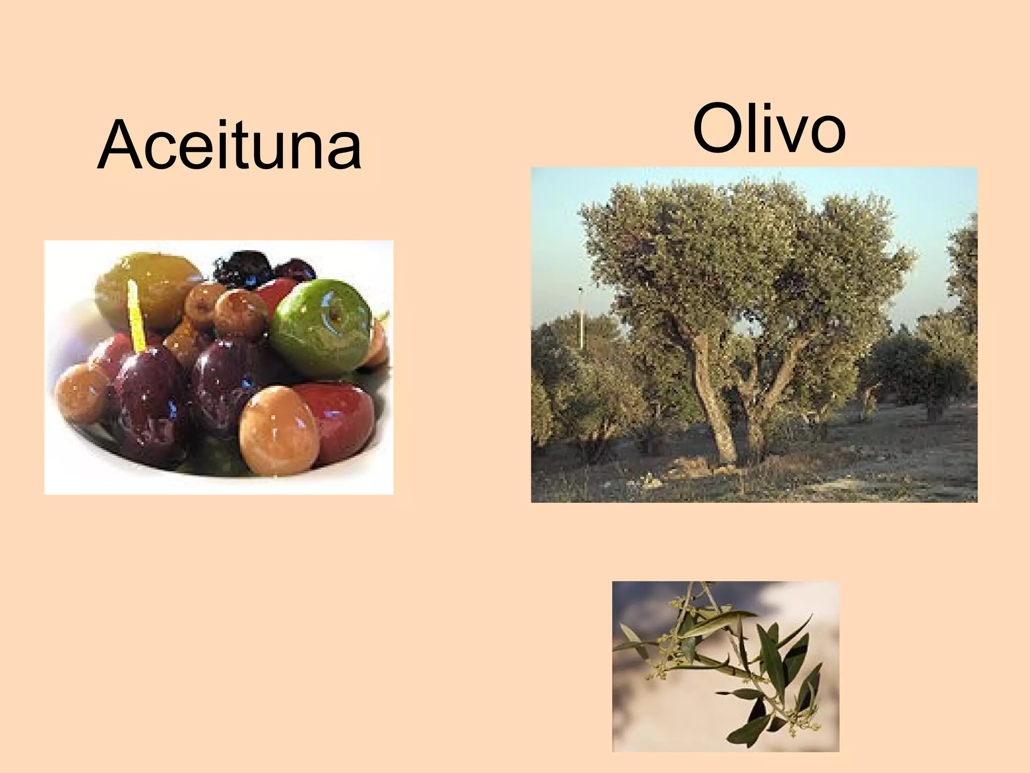 Aceituna Olivo