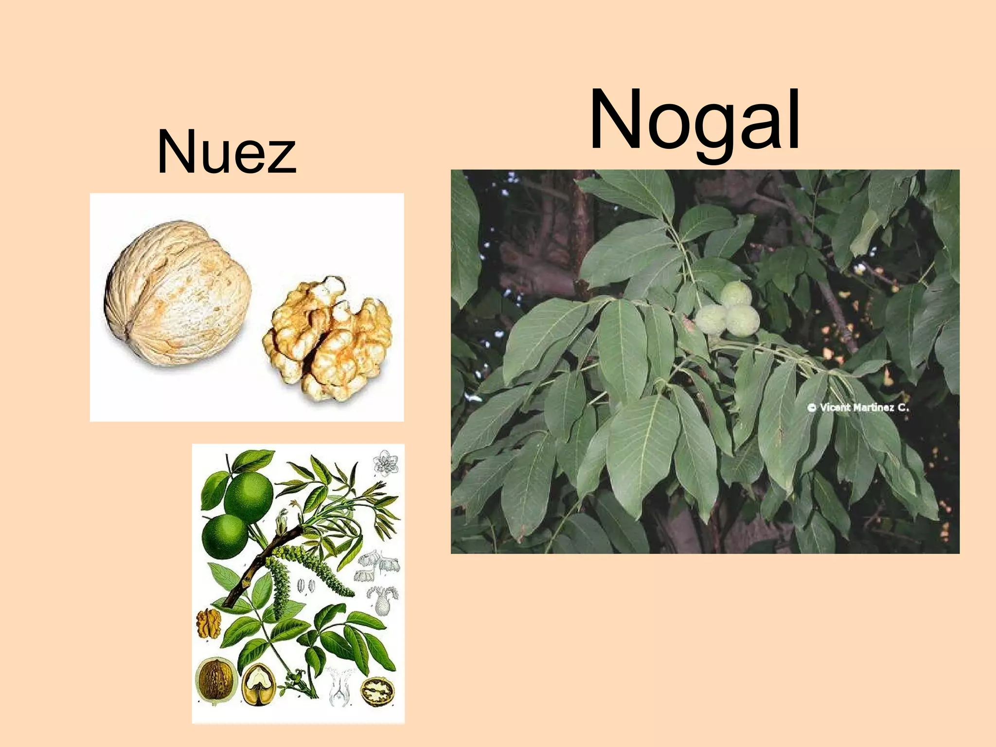 Nuez Nogal