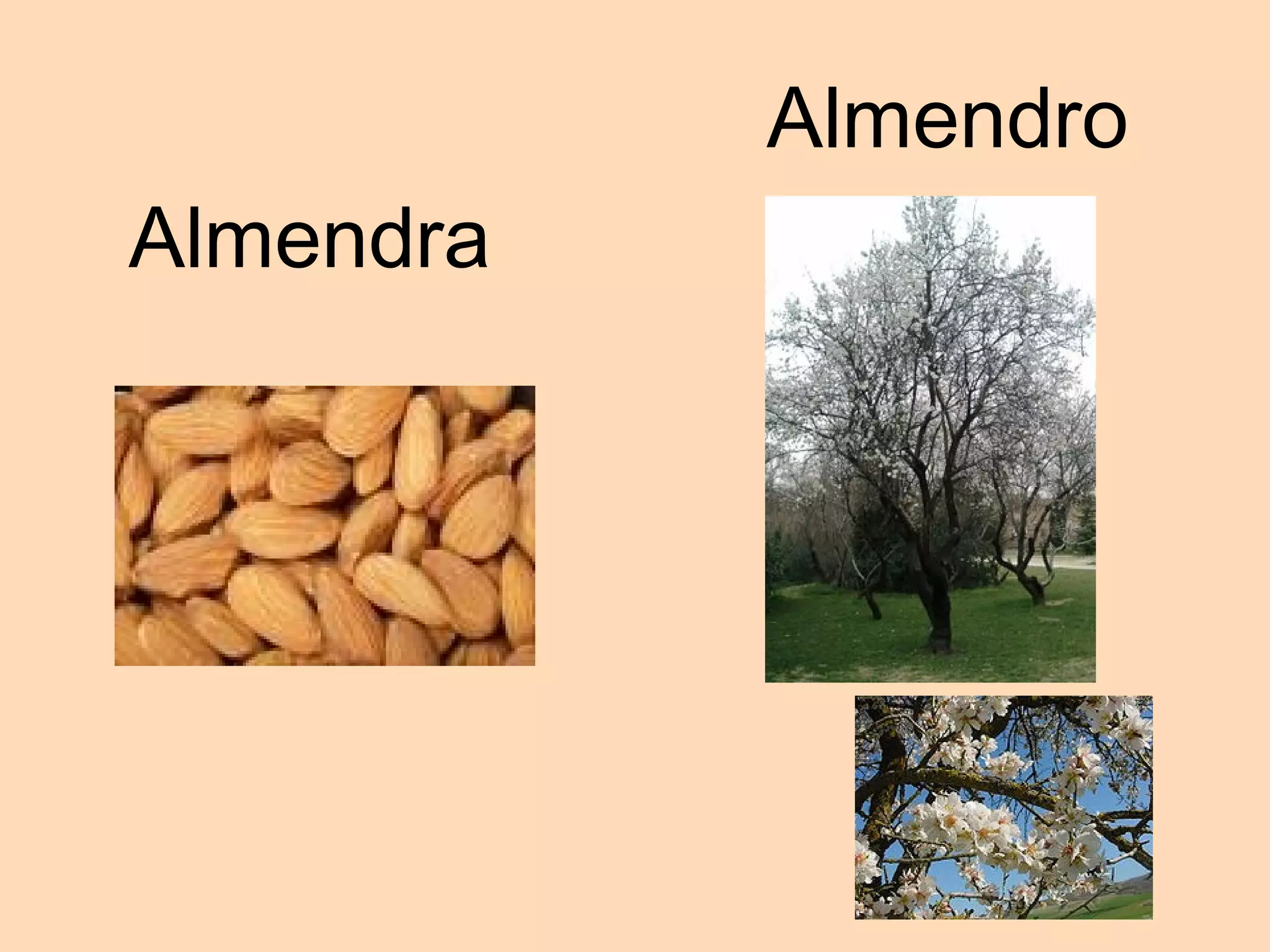 Almendra Almendro