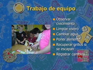 Trabajo de equipo Observar crecimiento Limpiar vivero Cambiar agua Poner alimento Recuperar grillos si se escapan Registrar cambios. 