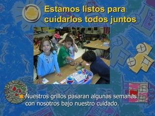Estamos listos para cuidarlos todos juntos Nuestros grillos pasaran algunas semanas con nosotros bajo nuestro cuidado. 