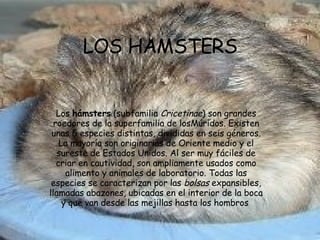 LOS HAMSTERS Los  hámsters  (subfamilia  Cricetinae ) son grandes roedores de la superfamilia de losMúridos. Existen unas 5 especies distintas, divididas en seis géneros. La mayoría son originarias de Oriente medio y el sureste de Estados Unidos. Al ser muy fáciles de criar en cautividad, son ampliamente usados como alimento y animales de laboratorio. Todas las especies se caracterizan por las  bolsas  expansibles, llamadas abazones, ubicadas en el interior de la boca y que van desde las mejillas hasta los hombros   