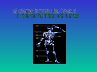 el cuerpo humano los huesos 