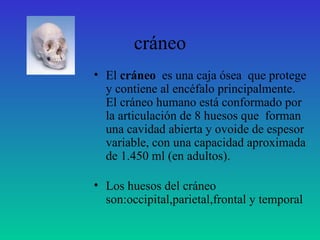 cráneo El  cráneo   es una caja ósea  que protege y contiene al encéfalo principalmente. El cráneo humano está conformado por la articulación de 8 huesos que  forman una cavidad abierta y ovoide de espesor variable, con una capacidad aproximada de 1.450 ml (en adultos). Los huesos del cráneo son:occipital,parietal,frontal y temporal 