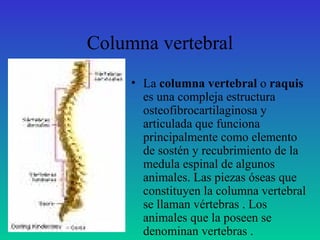 Columna vertebral La  columna vertebral  o  raquis  es una compleja estructura osteofibrocartilaginosa y articulada que funciona principalmente como elemento de sostén y recubrimiento de la medula espinal de algunos animales. Las piezas óseas que constituyen la columna vertebral se llaman vértebras . Los animales que la poseen se denominan vertebras .  