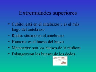 Extremidades superiores Cubito: está en el antebrazo y es el más largo del antebrazo Radio: situado en el antebrazo Humero: es el hueso del brazo Metacarpo: son los huesos de la muñeca Falanges:son los huesos de los dedos   