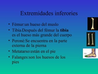 Extremidades inferories Fémur:un hueso del muslo  Tibia : Después del fémur la  tibia  es el hueso más grande del cuerpo Peroné:Se encuentra en la parte externa de la pierna Metatarso:están en el pie Falanges:son los huesos de los pies 