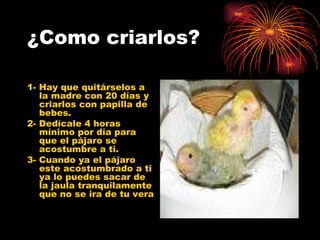 ¿Como criarlos? 1- Hay que quitárselos a la madre con 20 días y criarlos con papilla de bebes. 2- Dedícale 4 horas mínimo por día para que el pájaro se acostumbre a ti. 3- Cuando ya el pájaro este acostumbrado a ti ya lo puedes sacar de la jaula tranquilamente que no se ira de tu vera  