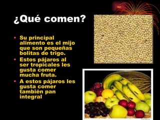 ¿Qué comen? Su principal alimento es el mijo que son pequeñas bolitas de trigo. Estos pájaros al ser tropicales les gusta comer mucha fruta. A estos pájaros les  gusta comer también pan integral 