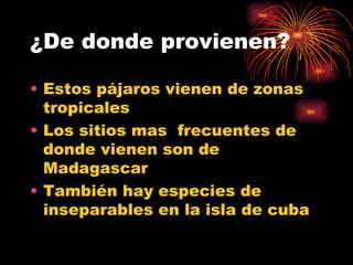 ¿De donde provienen? Estos pájaros vienen de zonas tropicales Los sitios mas  frecuentes de donde vienen son de Madagascar  También hay especies de inseparables en la isla de cuba  