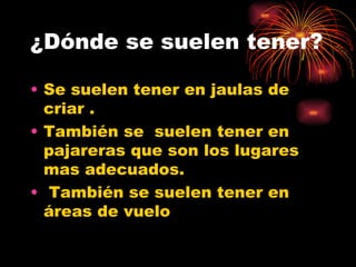 ¿Dónde se suelen tener? Se suelen tener en jaulas de criar . También se  suelen tener en pajareras que son los lugares mas adecuados. También se suelen tener en áreas de vuelo  
