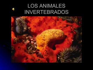 LOS ANIMALES INVERTEBRADOS 