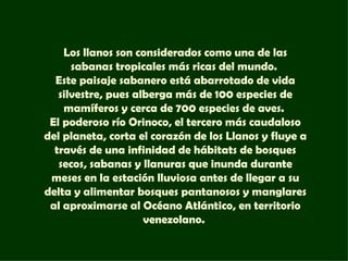 Los llanos son considerados como una de las
      sabanas tropicales más ricas del mundo.
  Este paisaje sabanero está abarrotado de vida
   silvestre, pues alberga más de 100 especies de
    mamíferos y cerca de 700 especies de aves.
 El poderoso río Orinoco, el tercero más caudaloso
del planeta, corta el corazón de los Llanos y fluye a
  través de una infinidad de hábitats de bosques
   secos, sabanas y llanuras que inunda durante
 meses en la estación lluviosa antes de llegar a su
delta y alimentar bosques pantanosos y manglares
 al aproximarse al Océano Atlántico, en territorio
                     venezolano.
 