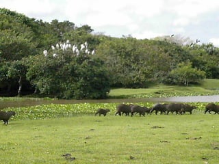 Los llanos-orientales-milespowerpoints.com