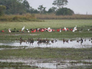 Los llanos-orientales-milespowerpoints.com