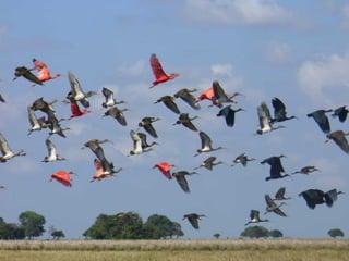 Los llanos-orientales-milespowerpoints.com