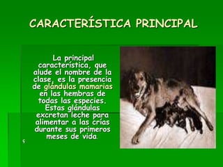 CARACTERÍSTICA PRINCIPAL
La principal
característica, que
alude el nombre de la
clase, es la presencia
de glándulas mamarias
en las hembras de
todas las especies.
Estas glándulas
excretan leche para
alimentar a las crías
durante sus primeros
meses de vida.
ç
 