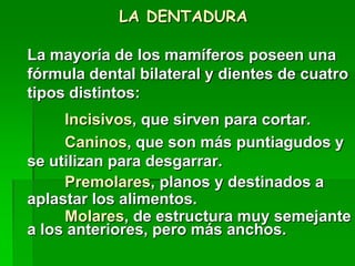 LA DENTADURA
La mayoría de los mamíferos poseen una
fórmula dental bilateral y dientes de cuatro
tipos distintos:
Incisivos, que sirven para cortar.
Caninos, que son más puntiagudos y
se utilizan para desgarrar.
Premolares, planos y destinados a
aplastar los alimentos.
Molares, de estructura muy semejante
a los anteriores, pero más anchos.
 