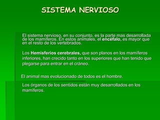 SISTEMA NERVIOSO
El sistema nervioso, en su conjunto, es la parte mas desarrollada
de los mamíferos. En estos animales, el encéfalo, es mayor que
en el resto de los vertebrados.
Los Hemisferios cerebrales, que son planos en los mamíferos
inferiores, han crecido tanto en los superiores que han tenido que
plegarse para entrar en el cráneo.
El animal mas evolucionado de todos es el hombre.
Los órganos de los sentidos están muy desarrollados en los
mamíferos.
 