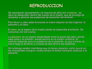 REPRODUCCION
Se reproducen sexualmente y la mayoría de ellos son vivíparos , es
decir se desarrollan dentro del cuerpo de la madre, que se encarga de
alimentar y eliminar las sustancias de excreción del embrión.
Para llevar a cabo estas funciones la madre dispone de dos órganos: la
placenta y el útero.
El útero, es el órgano de la madre donde se desarrolla el embrión. Se
comunica con los ovarios.
La placenta, es un órgano desarrollado entre la pared del útero, donde
está unida y el embrión, donde termina en el cordón umbilical. El
embrión depende para su existencia de la placenta, ya que a través de
ella le llega el alimento y a través de ella elimina los desechos.
Sin embargo existen mamíferos que no tienen placenta, como ocurre en
los marsupiales (canguro, koala) porque la bolsa marsupial sustituye a la
placenta.
 
